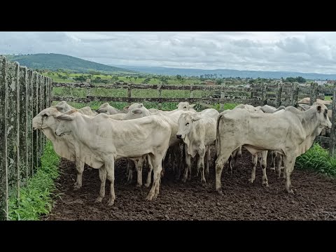 Feira de gado de Lagoa do Ouro/PE 22/04/2026