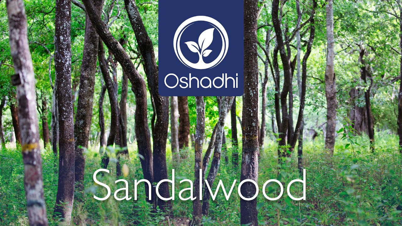 Sandalwood (Santalum album) | Essential-Oil-Plant Portrait by Dr. Malte Hozzel