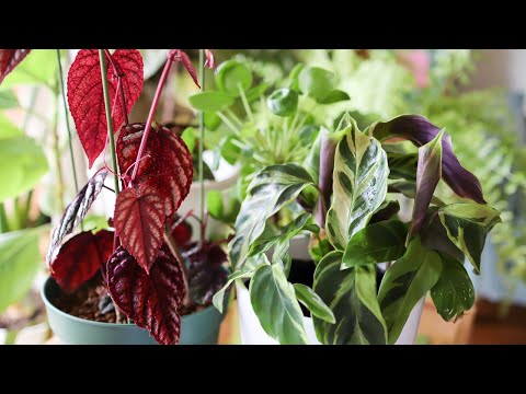 シサスについて詳しく解説