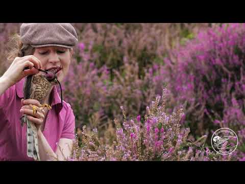 🍃🦅🌸 Sperber - Freilassung nach Anflugtrauma 🌸🦅🍃