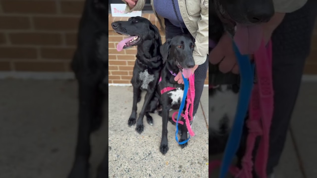 Dish & Moi at the AALD, September 6, 2025