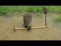 DIY Bird Trap That Actually Works Catch And Release Quail