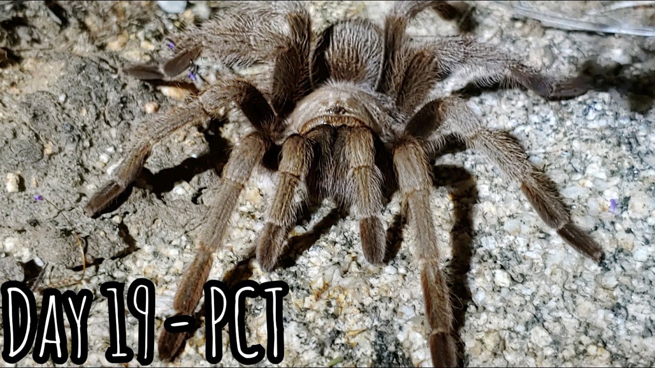 Day 19 on The Pacific Crest Trail, Tarantula!! Trying to hitch out of Cabazon, Night hiking...