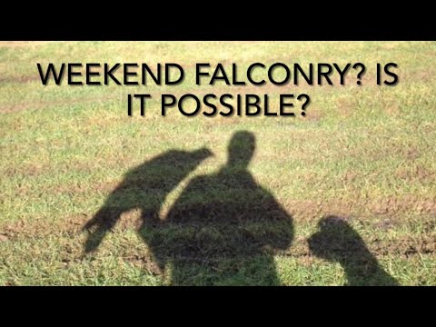 FALCONRY: Can you hunt only once or twice a week?