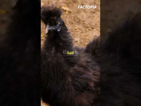 The Black Chicken from Kerala: Ayam Cemani's Dark Secret Revealed! 🐔🌑 #facts #shortsviral