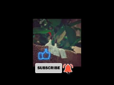 දුක දනවනම්/Duka Dannawanam/Eranda Ft Yuki/හිතට දැනෙන සිංදුවක්/Good Song