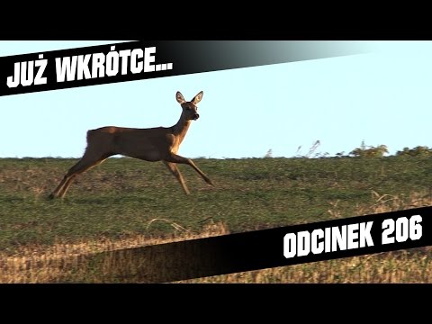 Darz Bór - zapowiedź odcinka 206