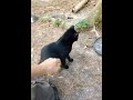 Black Cat Runs Off Gray Tabby Took His Spot Shorts