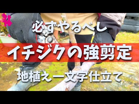 イチジクの剪定方法 植物