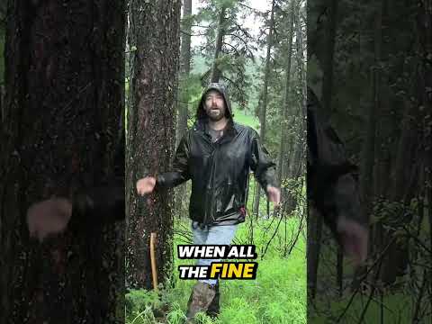 Survival Tip: Find Dry Tinder in the Rain