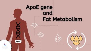 How Does The ApoE Gene Influence Fat Metabolism?