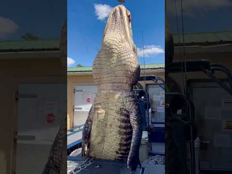 GIANT Gator! #florida #gatorhunting #viral #viralshort #viralvideo #viralshorts #fyp #fypシ