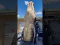 GIANT Gator! #florida #gatorhunting #viral #viralshort #viralvideo #viralshorts #fyp #fypシ