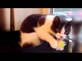 Https Www Youtube Com Watch V SrOmH6hRq0w