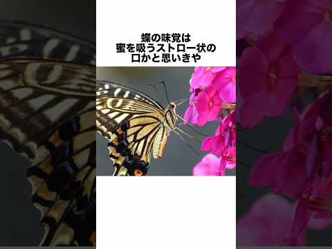蝶を庭に引き寄せる理由と方法を知りたいですか？生物学的連鎖におけるそれらの役割は何ですか?  庭園
