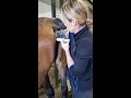 Breeding Demonstration