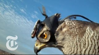 Hawk Cam Captures the Hunt | ScienceTake | The New York Times