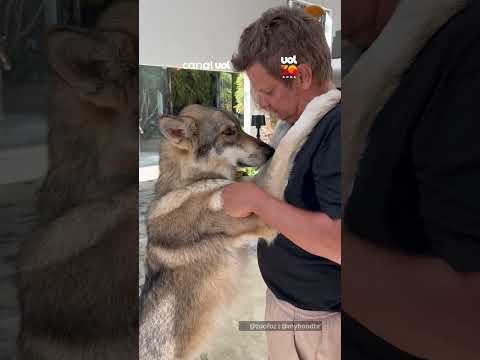 Cuidador recebe abraço de loba e cena surpreende pela conexão entre eles