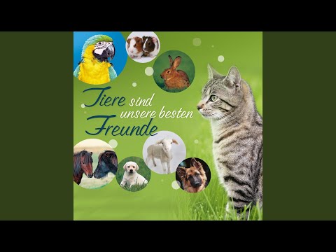 Schwarzer Kater Stanislaus