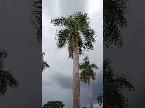 UMA VOLTA EM PALMARES PAULISTA-SP