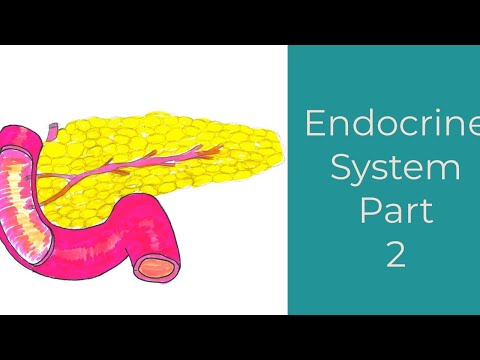 Endocrine System Part 2-Leaving Cert Biology