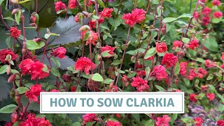 How To Sow Clarkia + Godetia / March Seed Starting // Cottoverdi