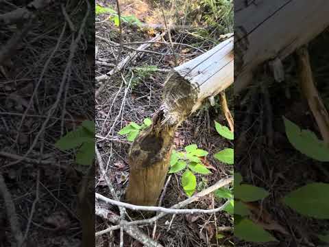 Beaver Pond Part 2 Walk to Peninsula