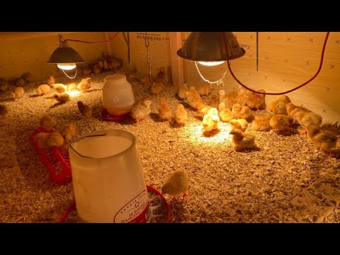 Freedom Ranger Chicks Arrive - Unboxing and Brooder Tour - CoveyChase Farm VLOG - #11