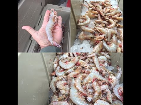 download lagu mp3 mp4 Head On Shrimp Boil, download lagu Head On Shrimp Boil gratis, unduh video klip Head On Shrimp Boil