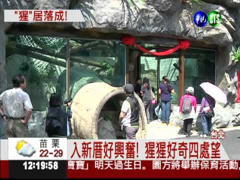 "猩"居落成! 金剛"寶寶"好興奮