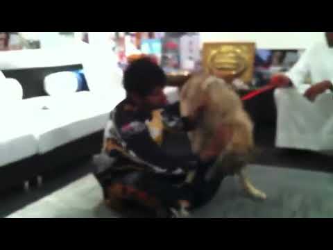 Sheikh Hamdan's wolf|Dubai crown prince