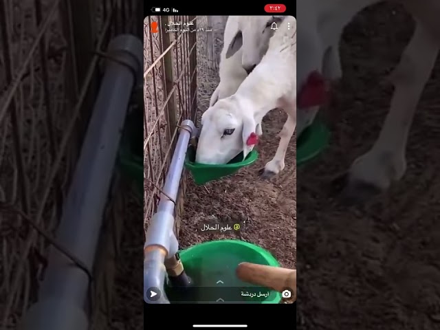 المشارب الذكية للأغنام والماعز