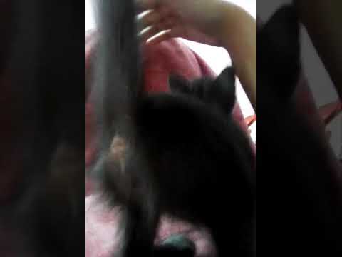 Trying stop breastfeeding to vampire kitten ❤️too much cute  (failed )