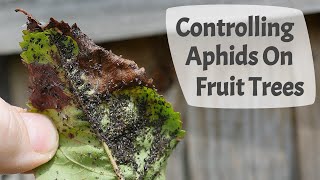 How To Control Aphids On Fruit Trees