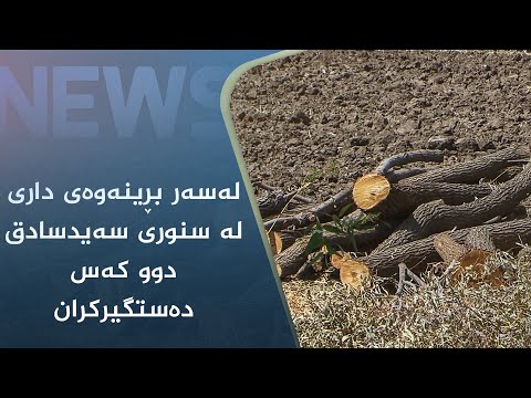 بەڤیدیۆ.. لەسەر بڕینەوەی دار لە سنوری سەیدسادق دوو کەس دەستگیرکران