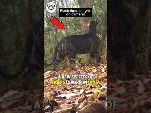 🐯Rare Black Tiger: A New Species! #shorts #blacktigers