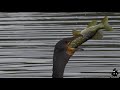Cormorant Taking Big Pike