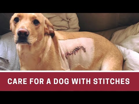YouTube video about: How much does it cost for stitches on a dog?