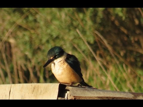 New Zealand Kingfisher - Kotare