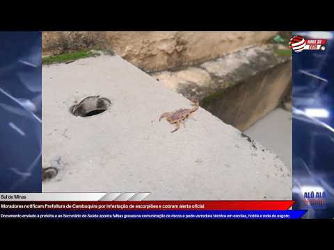 Moradores notificam Prefeitura de Cambuquira por infestação de escorpiões e cobram alerta oficial