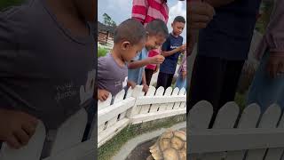 Download lagu Suara kura-kura #animals #turtle #kurakura #hewan #reptiles mp3