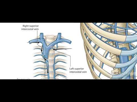 Thoracic cage