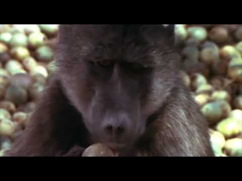 Shakira song(waka waka) video edit  offical form african animal kingdom