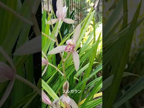 馬糞を嫌う植物は何ですか?何のために ？何に置き換えますか?  庭園