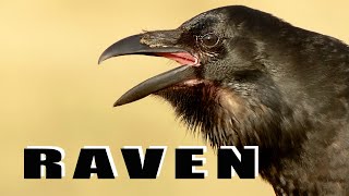 Bird sounds - Common Ravens talking