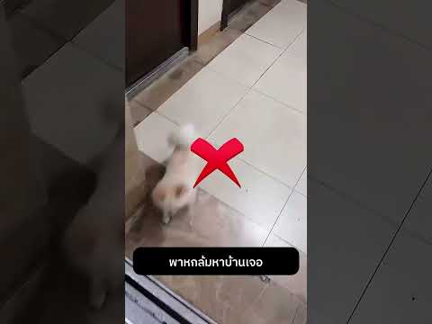พาหกล้มหาบ้านเจอ