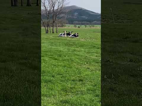 #shorts 「仲良しわたぼくセレクトメンバー」こんなに広いのに3人そこなのね。