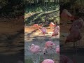 Chilean Flamingos Are Weather Resistant Birds
