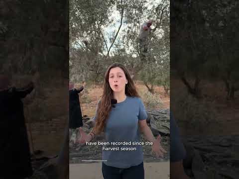 Palestinians ‘Stealing their own olives’