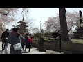 最勝院 入口　桜【青森県・弘前市】　2021.04.24